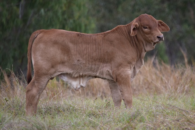 Bryvonlea Walla